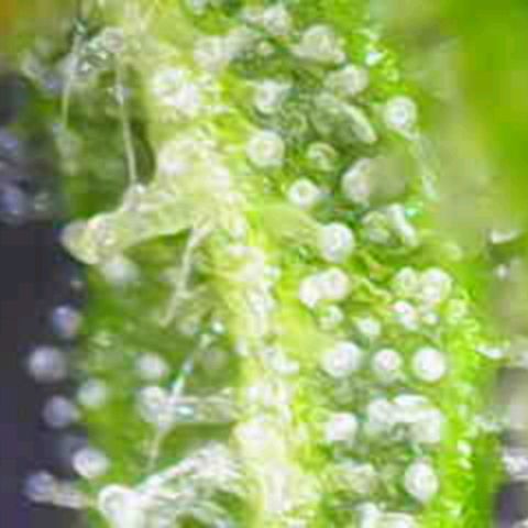 OG Kush growlog timeline photo