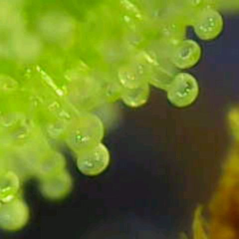 OG Kush growlog timeline photo