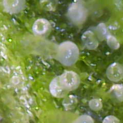 OG Kush growlog timeline photo