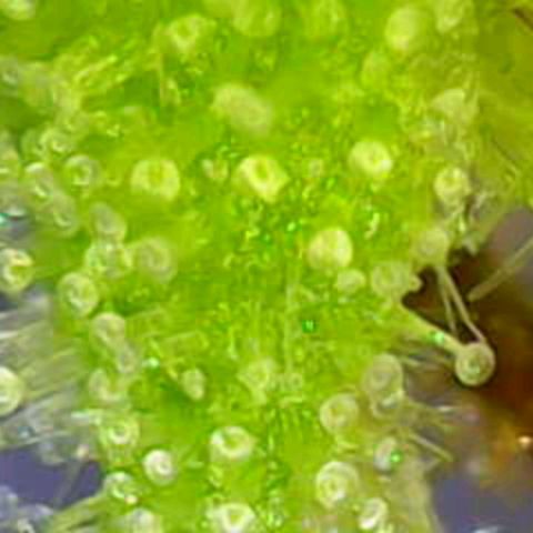 OG Kush growlog timeline photo