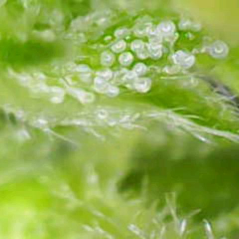 OG Kush growlog timeline photo