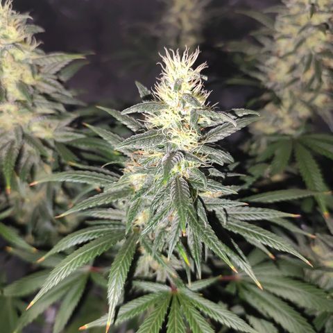 OG Kush growlog timeline photo