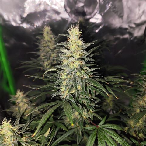 OG Kush growlog timeline photo