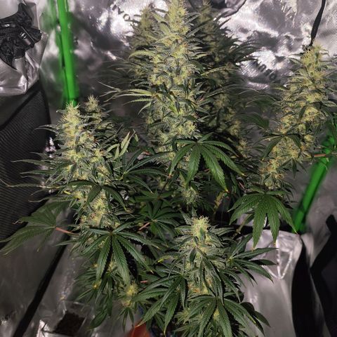 OG Kush growlog timeline photo