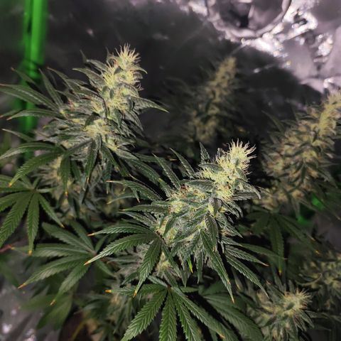 OG Kush growlog timeline photo