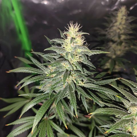 OG Kush growlog timeline photo