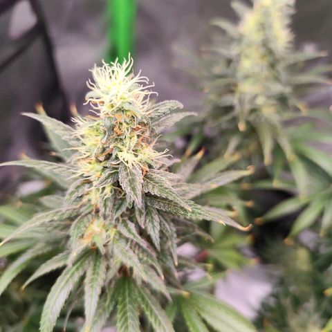 OG Kush growlog timeline photo