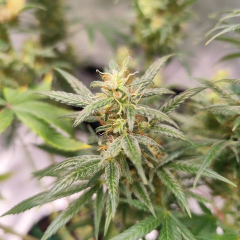 OG Kush growlog timeline photo