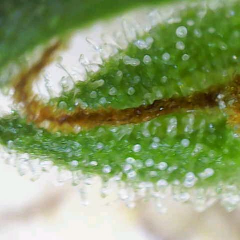 OG Kush growlog timeline photo