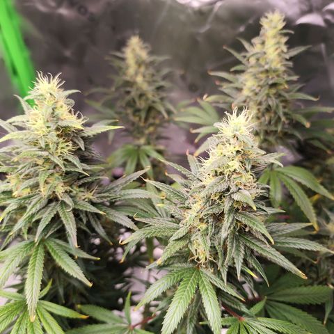 OG Kush growlog timeline photo