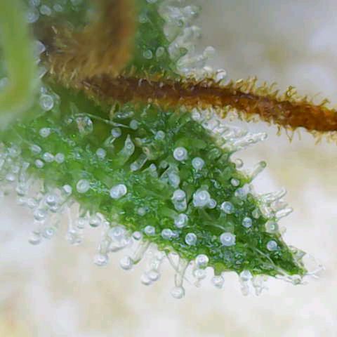 OG Kush growlog timeline photo