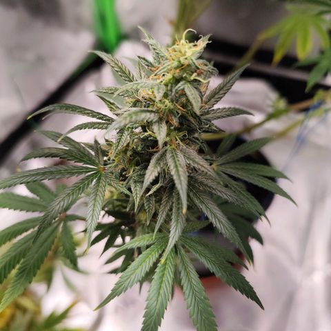 OG Kush growlog timeline photo
