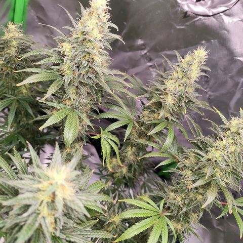 OG Kush growlog timeline photo