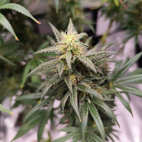 OG Kush growlog timeline photo