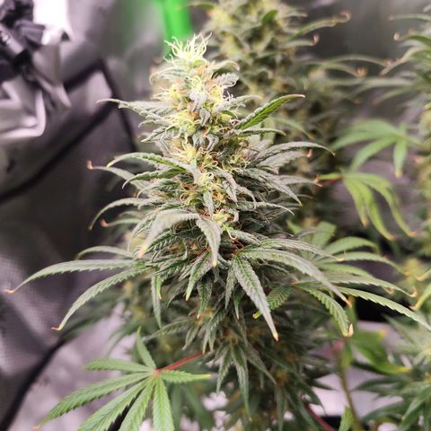 OG Kush growlog timeline photo