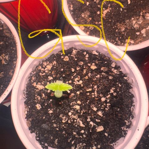 GSC growlog photo: Sprouted out of the soil 