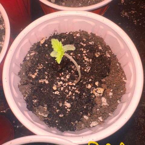 GSC growlog photo: Sprouted out of the soil 