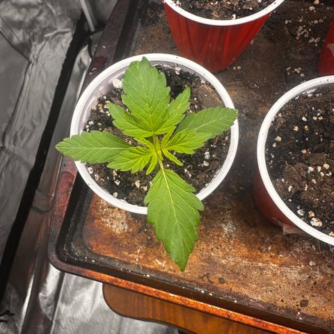 GSC growlog timeline photo