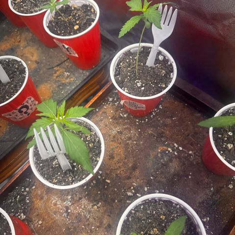 GSC growlog photo: Moved to 5 gal bucket 200W light 