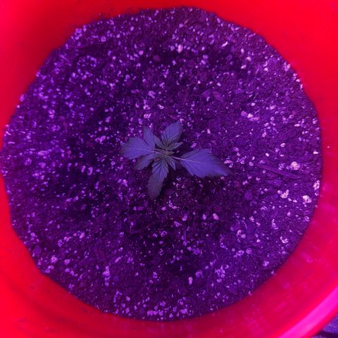 GSC growlog photo: Moved to 5 gal bucket 200W light 