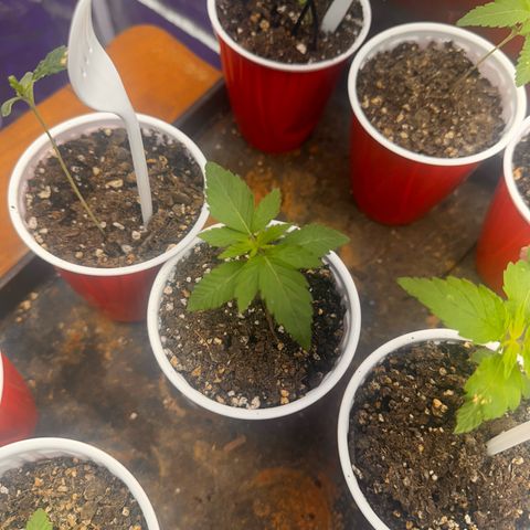 GSC growlog photo: Moved to 5 gal bucket 200W light 