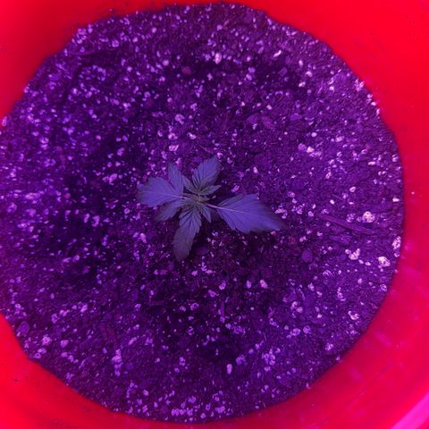 GSC growlog photo: Moved to 5 gal bucket 200W light 