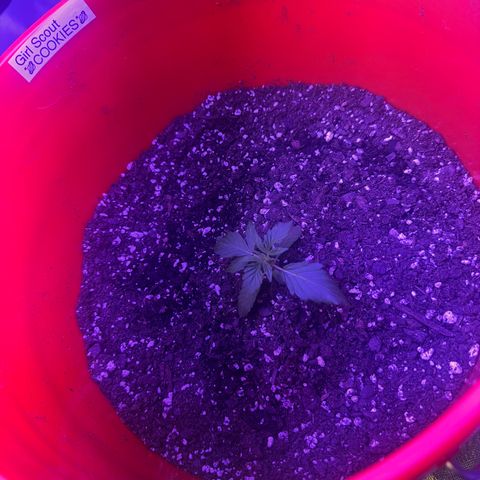 GSC growlog photo: Moved to 5 gal bucket 200W light 