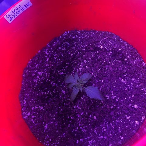 GSC growlog photo: Moved to 5 gal bucket 200W light 