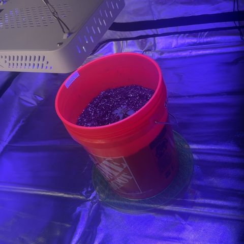 GSC growlog photo: Moved to 5 gal bucket 200W light 