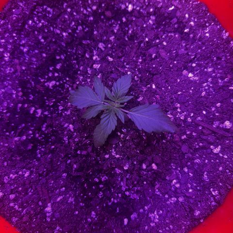 GSC growlog photo: Moved to 5 gal bucket 200W light 