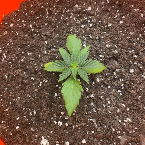 GSC growlog timeline photo