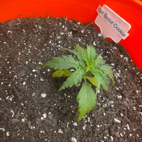GSC growlog timeline photo