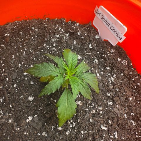 GSC growlog timeline photo