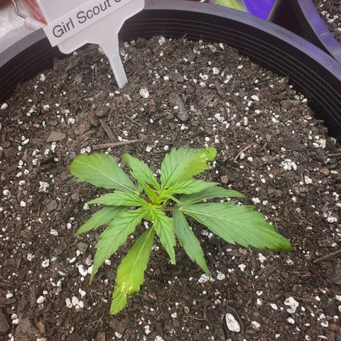 GSC growlog timeline photo