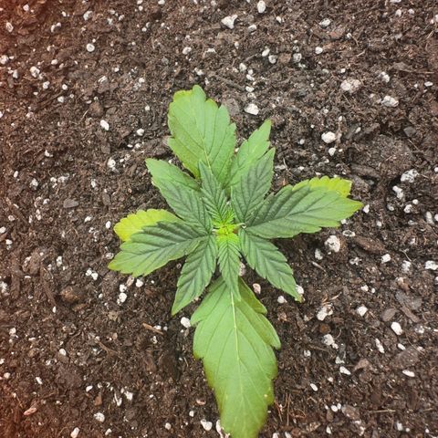 GSC growlog timeline photo