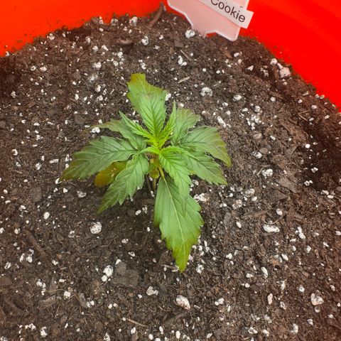 GSC growlog timeline photo