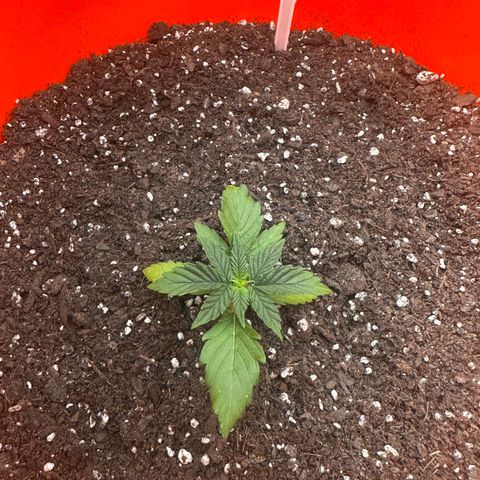 GSC growlog timeline photo