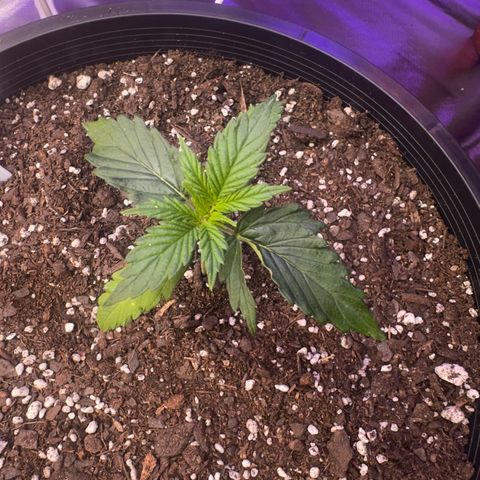 GSC growlog timeline photo