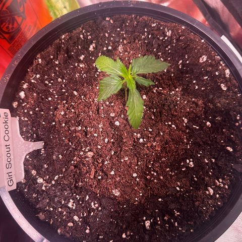 GSC growlog timeline photo