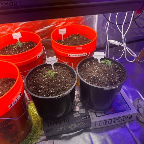 GSC growlog timeline photo