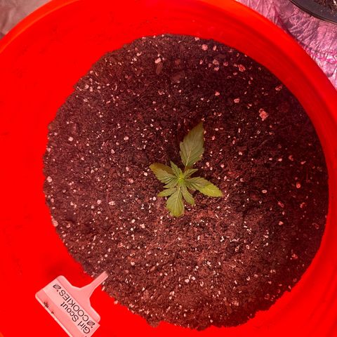 GSC growlog timeline photo