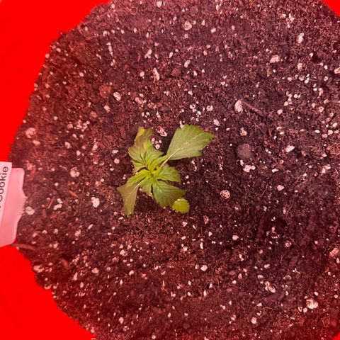 GSC growlog timeline photo