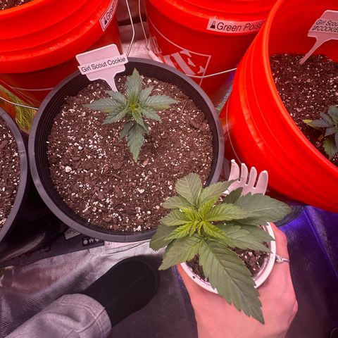 GSC growlog timeline photo