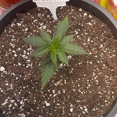 GSC growlog timeline photo