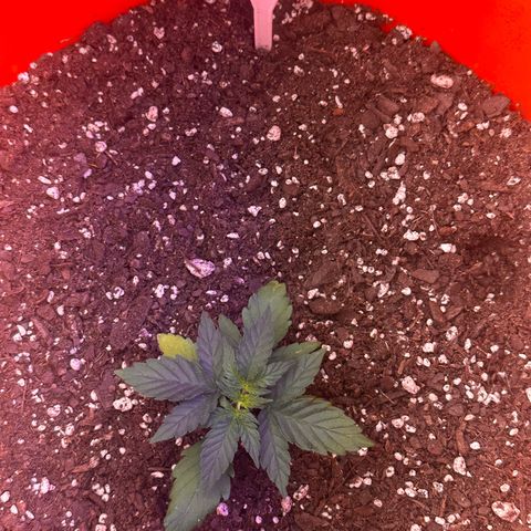 GSC growlog timeline photo