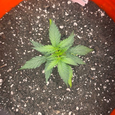 GSC growlog timeline photo