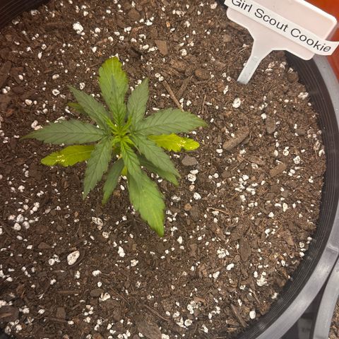 GSC growlog timeline photo