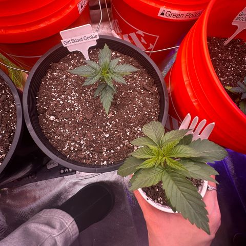 GSC growlog timeline photo