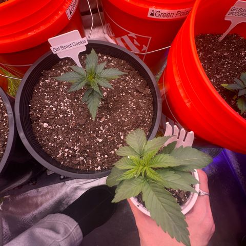 GSC growlog timeline photo