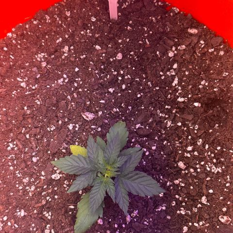 GSC growlog timeline photo